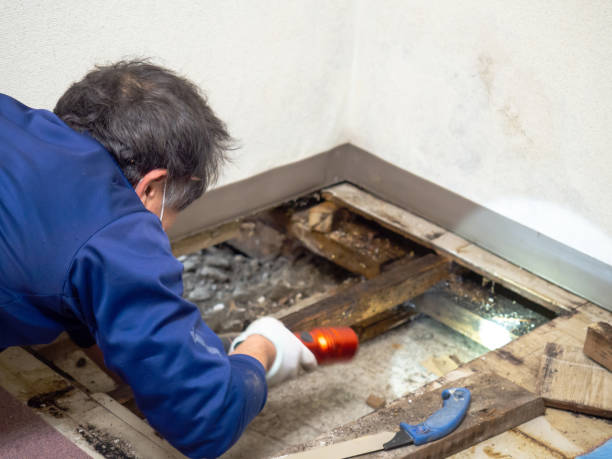Best Residential Mold Removal  in Leisuretowne, NJ