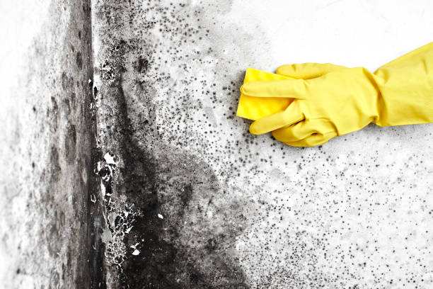 Best Commercial Mold Removal  in Leisuretowne, NJ