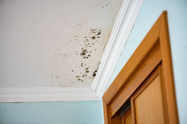 Best Mold Cleaning Services  in Leisuretowne, NJ