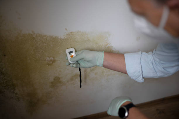 Office Mold Removal Services in Leisuretowne, NJ