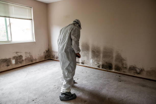 Best Professional Mold Removal  in Leisuretowne, NJ