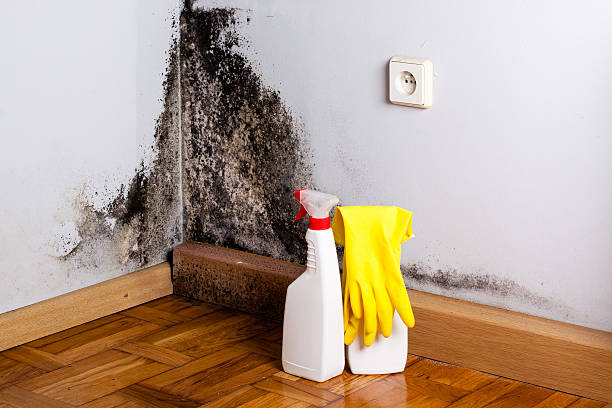 Professional Mold Removal in Leisuretowne, NJ