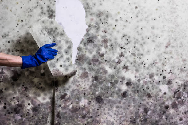 Best Certified Mold Removal  in Leisuretowne, NJ