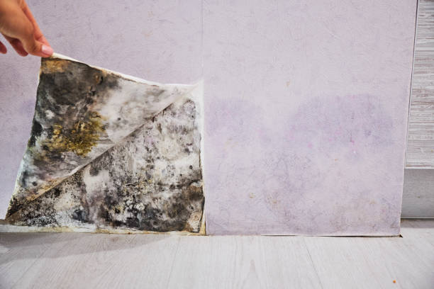Best Mold Removal Company Near Me  in Leisuretowne, NJ